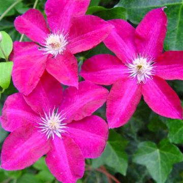 Clematis Rouge Cardinal