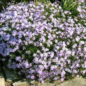 Phlox subulata Blue