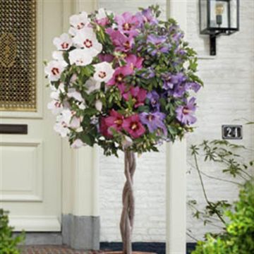 Standard Hibiscus tricolor op gevlochten stam