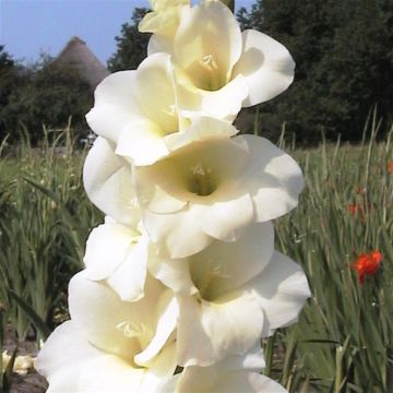 Gladioli Large Flowering White Gladioli Large Flowering White