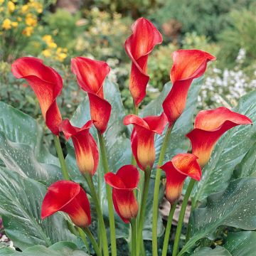 Zantedeschia Pretty-Woman Zantedeschia Pretty-Woman