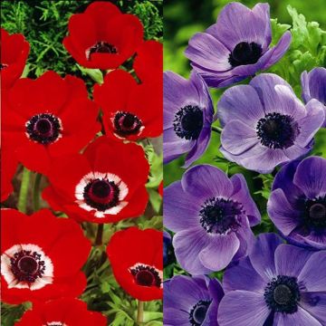 AnemoneMrFokkerHollandiaCombo
