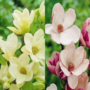 Magnolia Combo Soddisfazione/Fiume Giallo