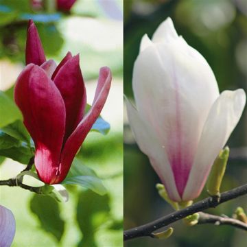 MagnoliaSuzanSoulangianCombo