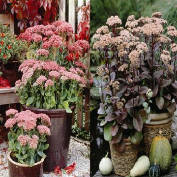 Sedum combo Sedum combo