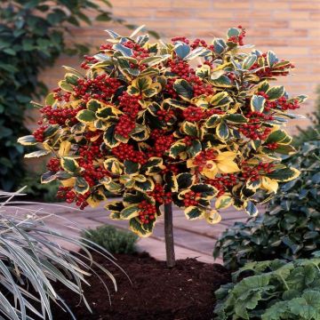 Ilex Goudbont op Stam