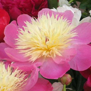 Paeony Lady