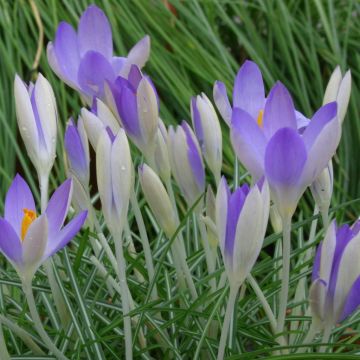 Crocus tommasianus Lilac Beauty 1