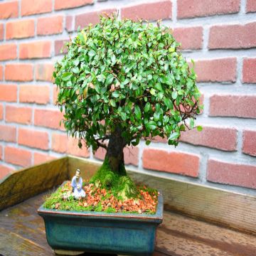 Ulmus parvofolia Broom Style 8 Years Ulmus parvofolia Broom Style 8 Years