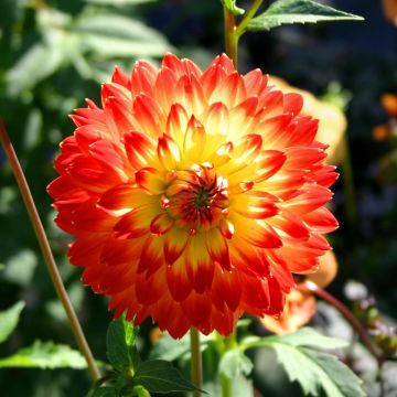 Dahlia Decorative Red & Golden Dahlia Decorative Red & Golden