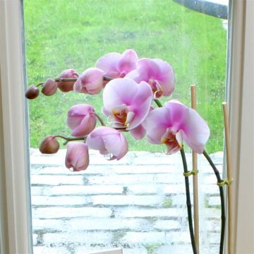 Phaleanopsis soft pink 6 Phaleanopsis soft pink 6