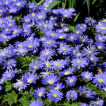 Anemone Blanda Blue Anemone Blanda Blue