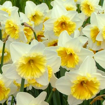 Ice Follies Ice Follies