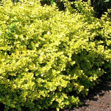 Euonymus fortunei Emeralds Gold