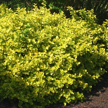 Euonymus fortuneii Emeralds Gold 2 Euonymus fortuneii Emeralds Gold 2