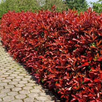 Photinia fraseri 'Red Robin'
