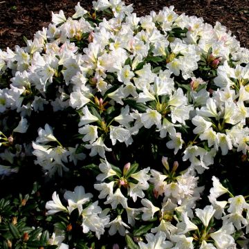 Rhododendron Silver Six Pence (yakoshimanum group)