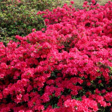 Rhododendron Jap. Azalea Hino Crimson