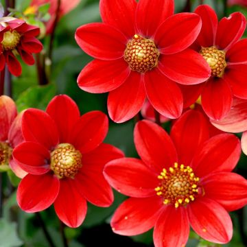 Dahlia Topmix Red 2 Dahlia Topmix Red 2