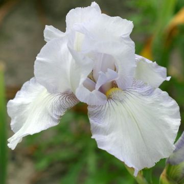 Iris barbata English Cottage