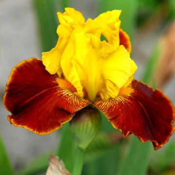 Iris barbata All That Jazz