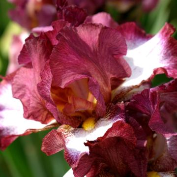 Iris barbata Crinoline Iris barbata Crinoline