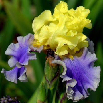 Iris barbata Edith Wolford Iris barbata Edith Wolford