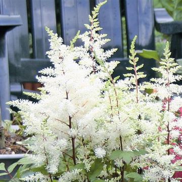 Astilbe White Rock and Roll