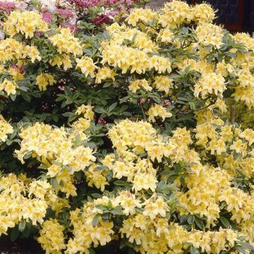 Azalea Yellow