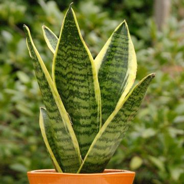 Sansevieria Futura Superb