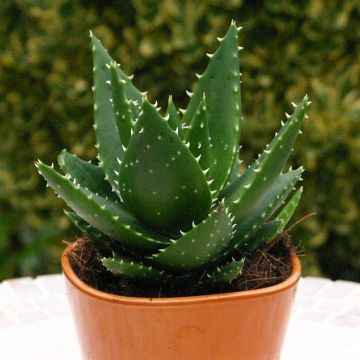 Aloe Vera Mitriformis