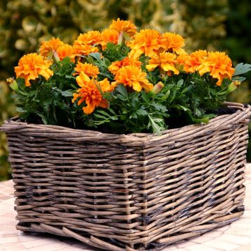 Tagetes patula nana Orange Tagetes patula nana Orange