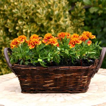 Tagetes patula nana Dark Orange