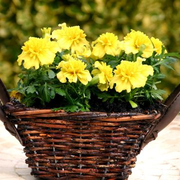 Tagetes patula nana Yellow