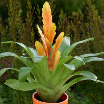 Vriesea Orange Yellow