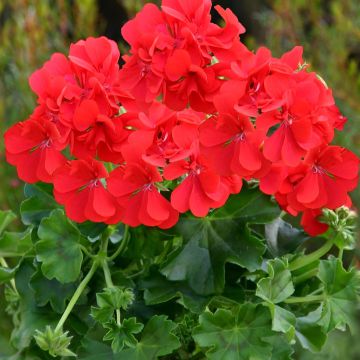 Pelargonium Red Pelargonium Red