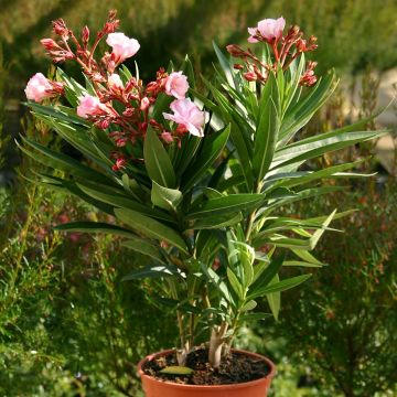 Nerium oleander