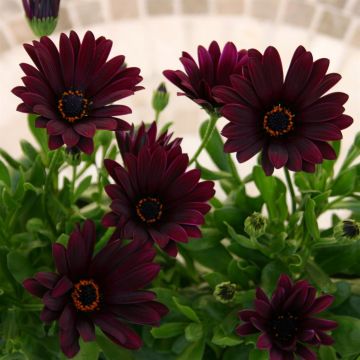 Osteospermum Red B Osteospermum Red B