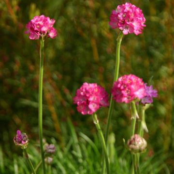 Armeria Pink Armeria Pink