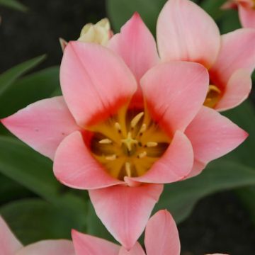 Tulip Greigii Rosana 2