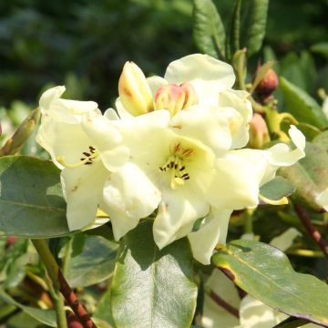 Rhododendron hybrid Goldika
