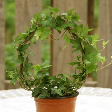 Hedera Ring