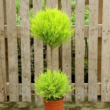 Cypresus macrocarpa Gold Rest