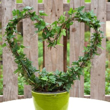 Hedera shamrock Heart