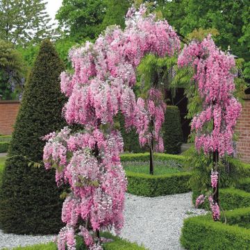 wisteria pink arch