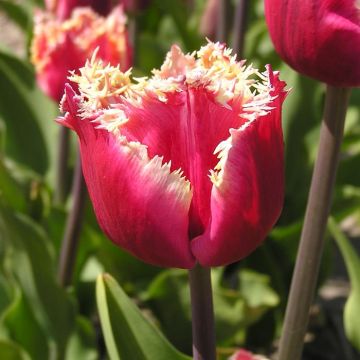 Tulip Fringed Millenium