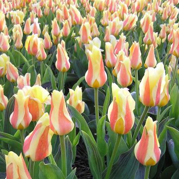 Tulip Greigii Miskodeed