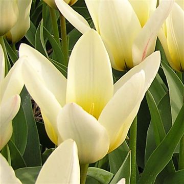 Tulip Fosteriana Concerto Tulip Fosteriana Concerto