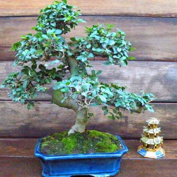 Ulmus Elmtree 25 cm 14 years