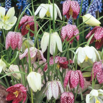 Fritillaria meleagris Fritillaria meleagris